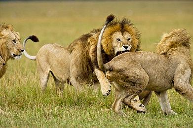 《最后的生还者》第二季乔尔会死吗？主创和男主表态